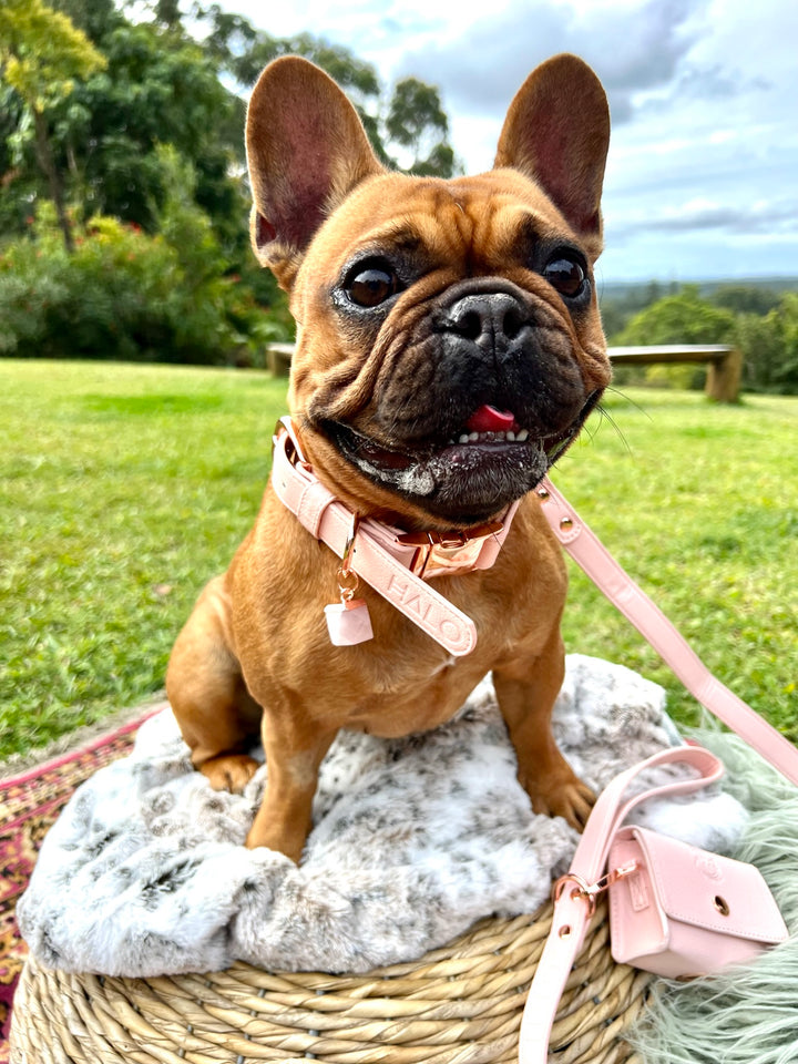 French bulldog is wearing pink Dog collar with rose quartz crystal, pink dog accessories, designer collar dog, dog leash and poop bag holder.  Rose Quartz helps with bonding after dog adoption or dog rescue, great for bonding, love and connection with your newly adopted dog after dog rescue or dog adoption. Great designer puppy collar pink,crystal therapy for dogs, healing crystals for dog collars, calming crystals for dogs, dog collars with healing crystals, calming crystals for dogs