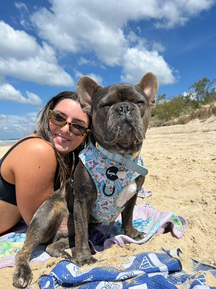 French bulldog is wearing Blue Dog collar with clear quartz crystal, blue dog accessories, dog leash and poop bag holder: helps with focus, communication and dog training , designer collar dog,crystal therapy for dogs, healing crystals for dog collars, calming crystals for dogs, dog collars with healing crystals, calming crystals for dogs