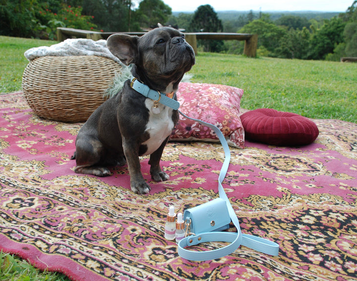 Waldorf is wearing a Halo Pet Crystal - Iced Aqua Leash,Blue Leash and Poop Bag Holder. Leash and Poop Bag Holder, blue dog Leash, blue dog accessories, designer dog leash blue, dog lead