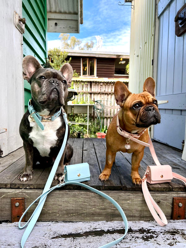 French bulldog is wearing pink Dog collar with rose quartz crystal, pink dog accessories, designer collar dog, dog leash and poop bag holder.  Rose Quartz helps with bonding after dog adoption or dog rescue, great for bonding, love and connection with your newly adopted dog after dog rescue or dog adoption. Great designer puppy collar pink. French bulldog is wearing Blue Dog collar with clear quartz crystal, blue dog accessories, dog leash and poop bag holder: helps with focus,dog training , 