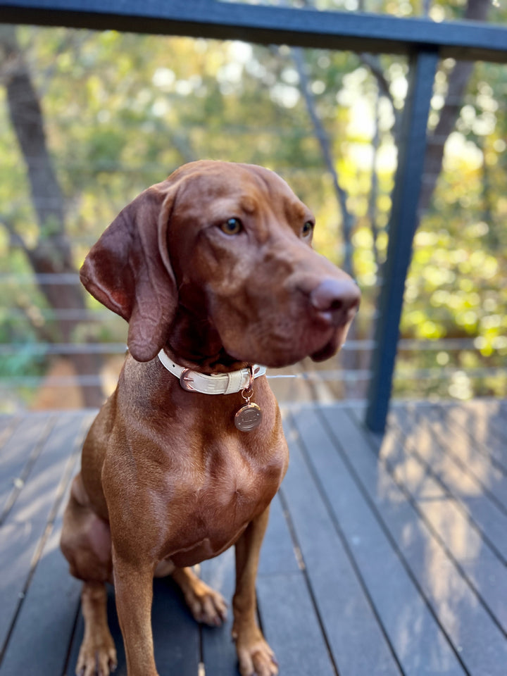Aromatherapy Collar with Pure Happiness Essential Oil. Off white dog collar. Vegan leather dog collar. Pet aromatherapy with Halo Pet Aromatherapy Collar. Discover the ultimate dog anxiety treatment with the Halo Pet Aromatherapy Collar. Use it with Inner Peace Pet Essential Oil, 100% pure and natural, combining several organic essential oils.Off white dog leash.
