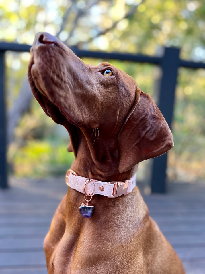 Pink Dog collar with real amethyst crystal, Pink dog accessories, designer collar dog. Amethyst helps with separation anxiety in dogs, provide calming for dogs, natural dog anxiety treatment, calming for dogs, dog calm collar, designer collar dog, great designer puppy collar pink,crystal therapy for dogs, healing crystals for dog collars, calming crystals for dogs, dog collars with healing crystals, calming crystals for dogs