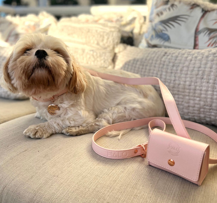 Dog with pink collar. Enhance your pet's well-being with the Halo Pet Aromatherapy Collar set, the perfect anti anxiety treatment for dogs. Combat separation anxiety in dogs with this vegan leather designer dog collar, dog leash and poop bag holder. Set contains a blend of 100% pure organic essential oils that provide natural calming effects for your furry friend. Ultimate dog anxiety treatment with the Halo Pet Aromatherapy Collar. Pink dog collar set.