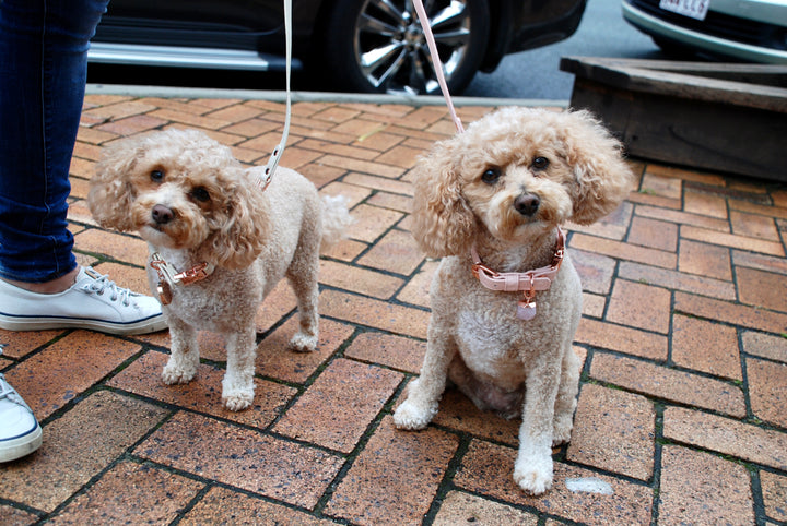 Halo Pet Crystal - Crystal Set Edition with Rose Quartz Crystal on Bichon and Poodle dogs