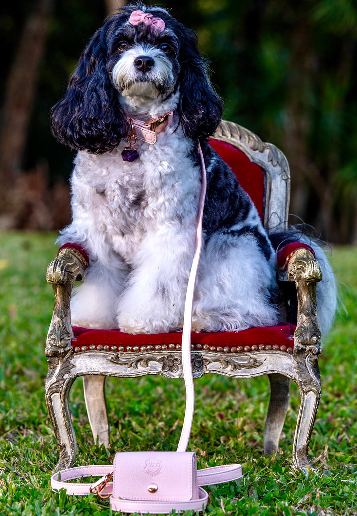Halio Pet Crystal Pink Champage Crystal Collar Set Edition on Cavoodle with Amethyst Crystal