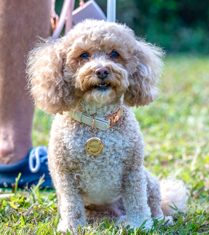 Halo Pet Crystal Royal Beige Off White with Diffuser Pendant on a Bichon and Poodle Dog