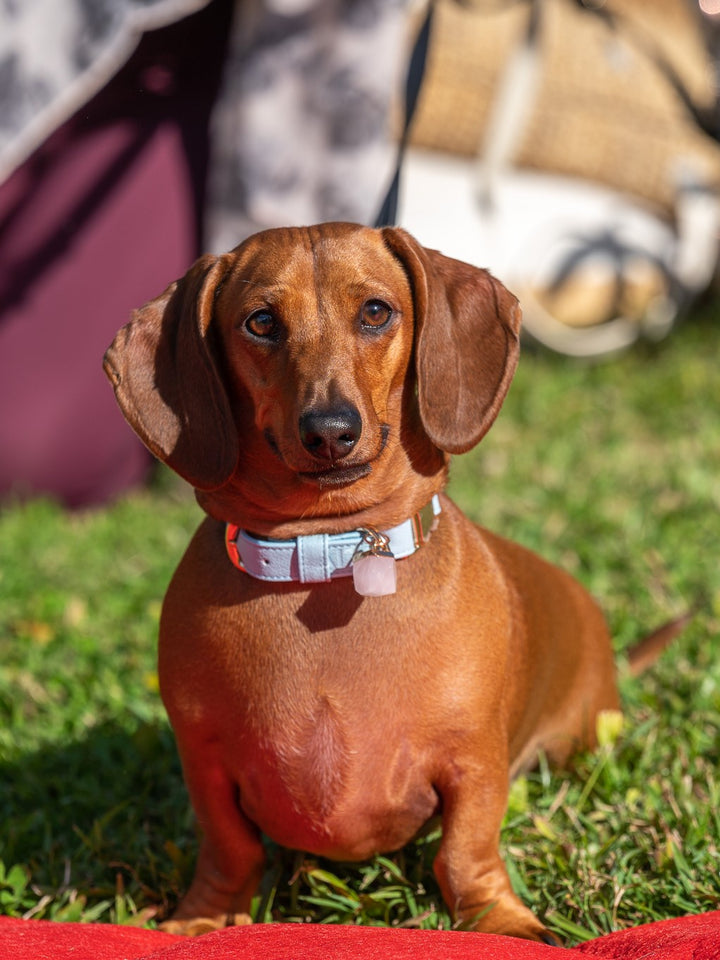 Halo Pet Crystal Iced Aqua Blue with Clear Quartz Crystal Dachshund Sausage Dog