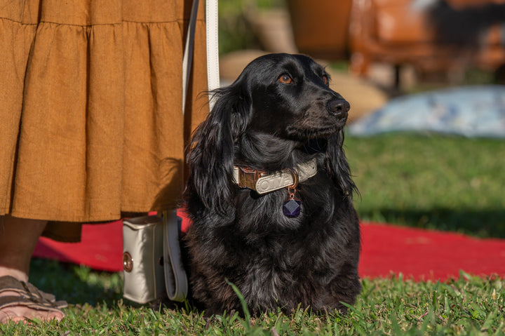 Halo Pet Crystal Royal Beige Off White Collar with Amethyst Crystal on a long haired Dachshund