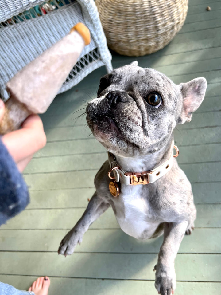 Halo Pet Crystal Royal Beige Off White with Diffuser Pendant on a Frenchie Bulldog Halo Pet Popsicle