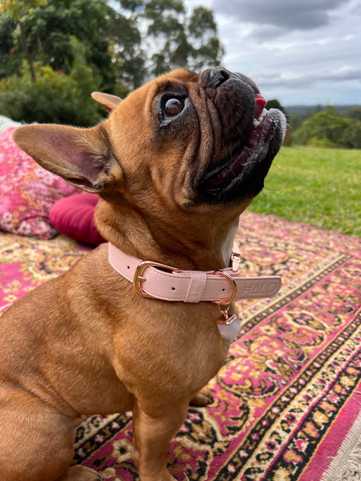 Astoria is wearing Halo Pet Crystal Pink Champagne Crystal Collar™
