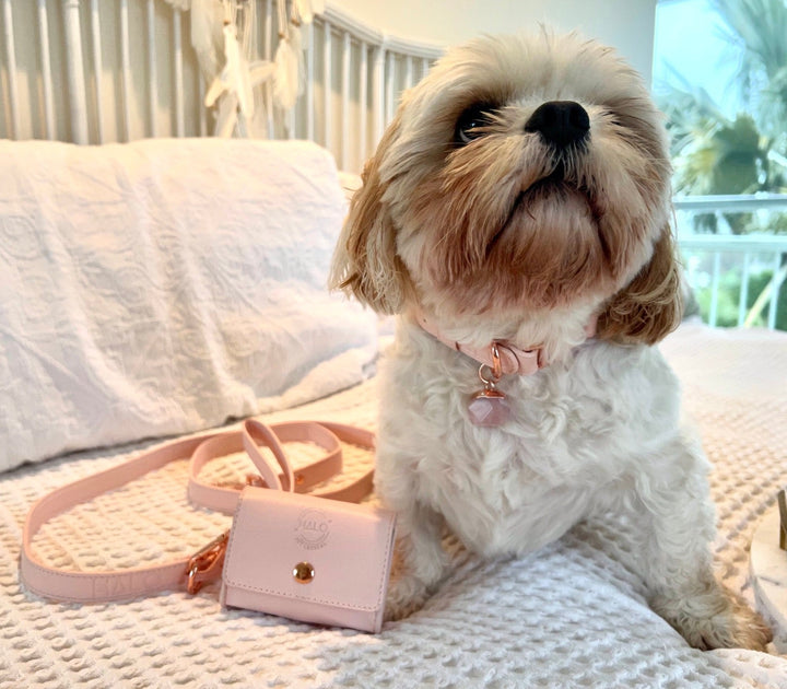 Benjy is wearing Halo Pet Crystal Pink Champagne Crystal Collar™