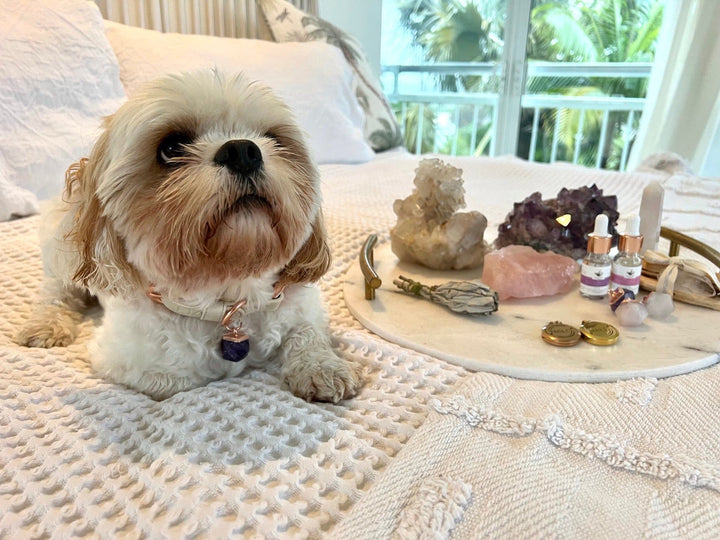 Halo Pet Crystal Royal Beige Off White Collar with Amethyst Crystal on a Cavalier and Shitzu dog