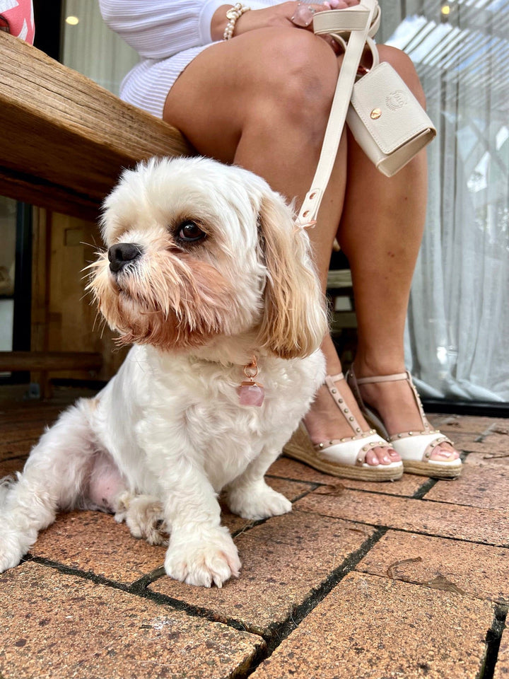 Halo Pet Crystal Royal Beige Off White Collar with Rose Quartz Crystal on a Cavalier and Shitzu dog Cafe