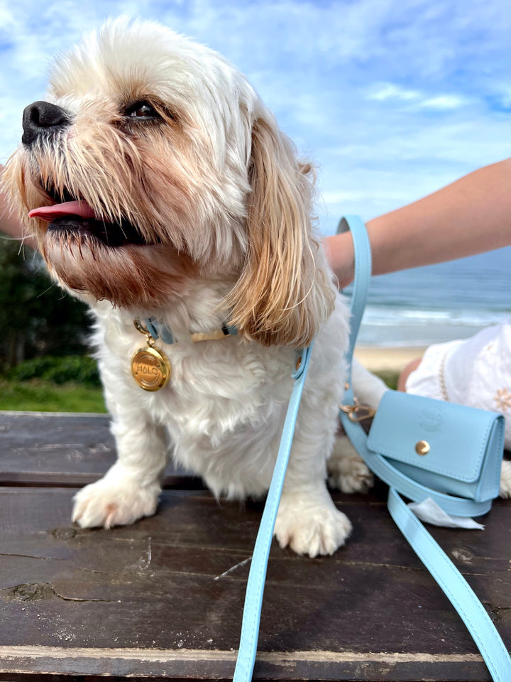 Benjy is wearing a Halo Pet Crystal - Iced Aqua Diffuser Set Edition™