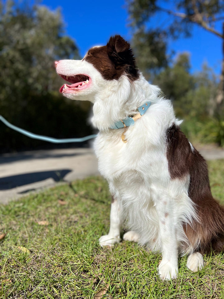 Milo is wearing a Halo Pet Crystal - Iced Aqua Diffuser Set Edition™