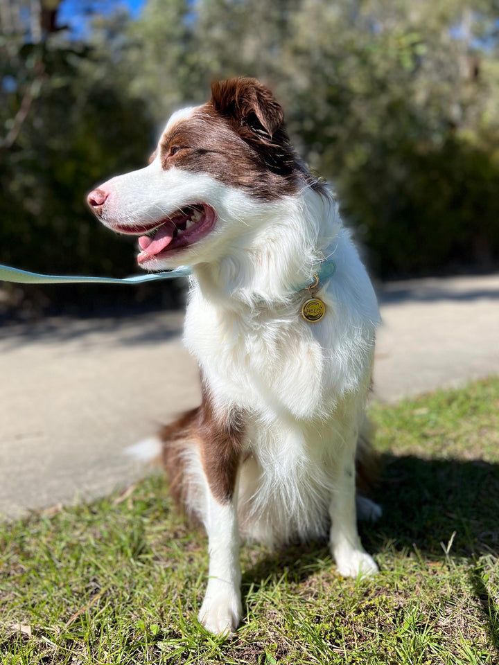 Milo is wearing a Halo Pet Iced Aqua Diffuser Collar™ Blue with Gold hardware and Diffuser pendant 