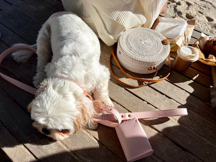Benjy is wearing Halo Pet Crystal - Pink Champagne Diffuser Set Edition™