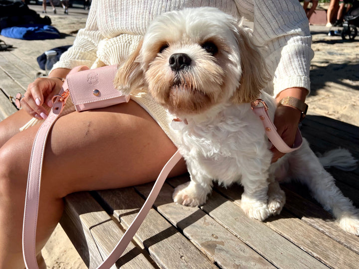 Benjy is wearing Halo Pet Crystal - Pink Champagne Crystal Set Edition with Clear Quartz on a Cavalier and Shitzu dog