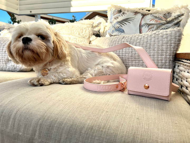 Benjy is wearing Halo Pet Crystal - Pink Champagne Diffuser Set Edition™
