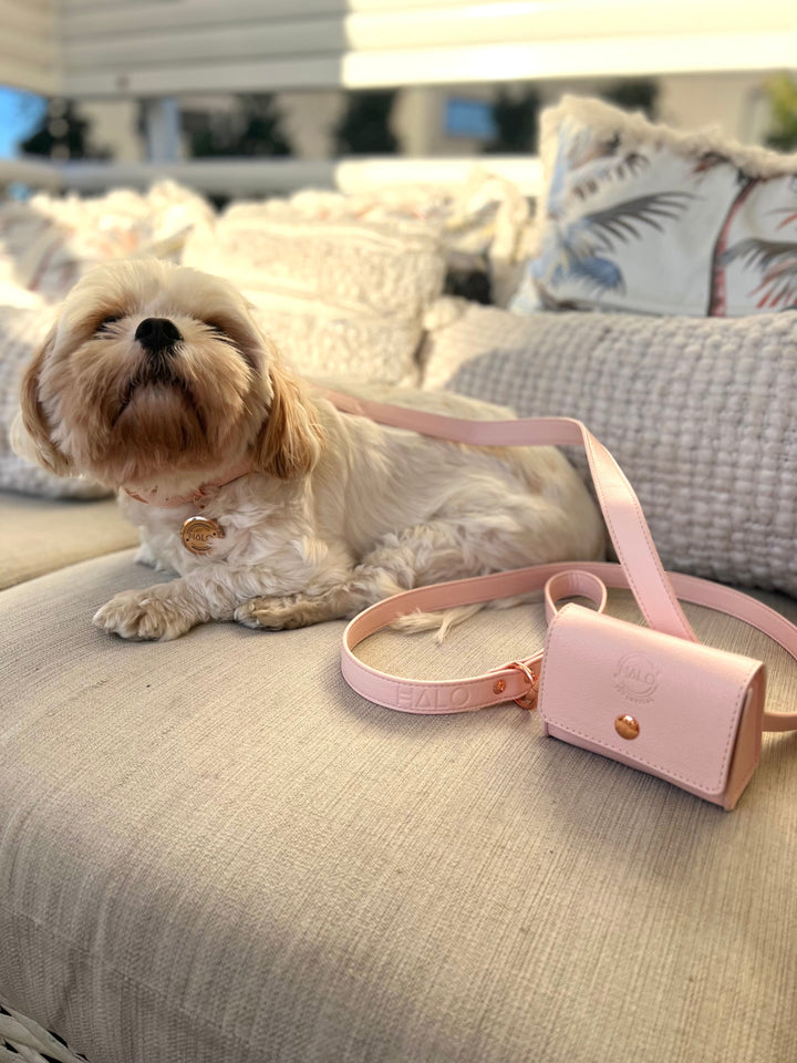 Benjy is wearing Halo Pet Crystal - Pink Champagne Diffuser Set Edition™