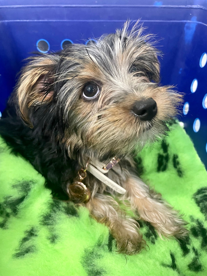 Halo Pet Crystal Royal Beige Off White with Diffuser Pendant on a dog Travel Anxiety relief