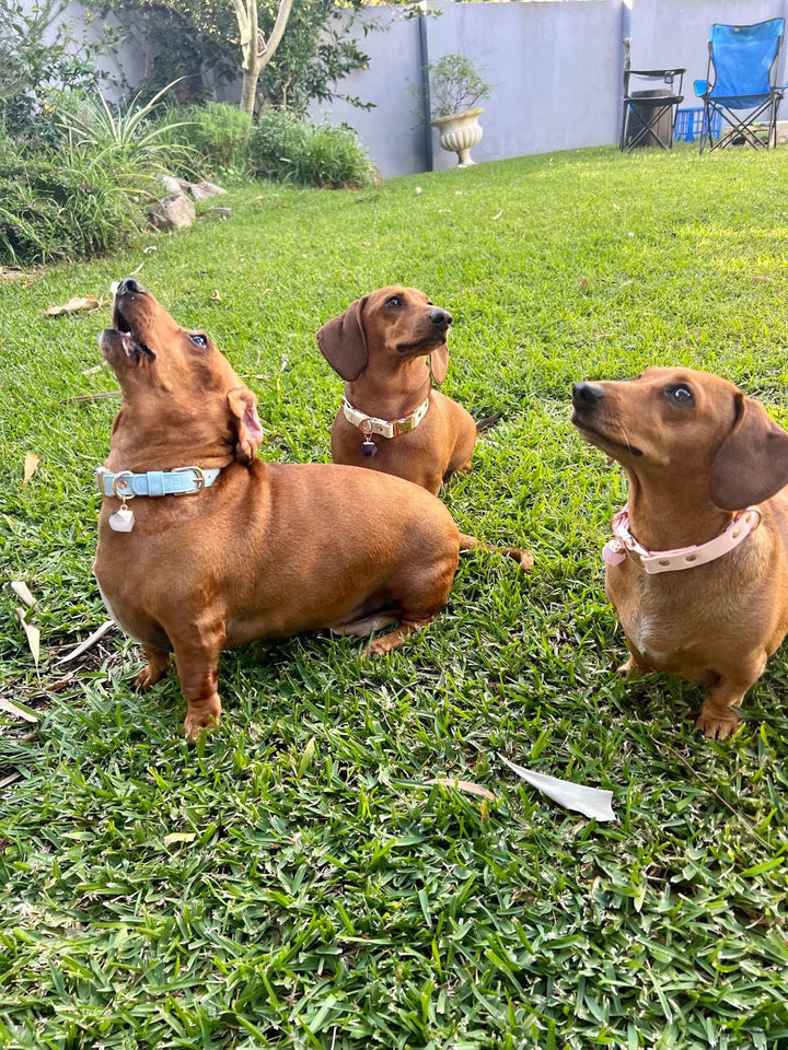 Halo Pet Crystal Royal Beige Off White Collar with Amethyst Crystal on Dachshund Sausage Dogs Garden