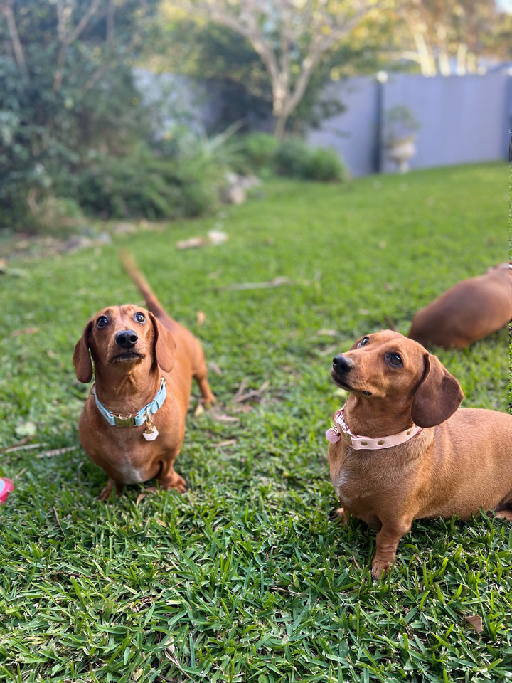 Halio Pet Crystal Pink Champage Crystal Collar Set Edition on Sausage Dog with Rose Quartz Crystal