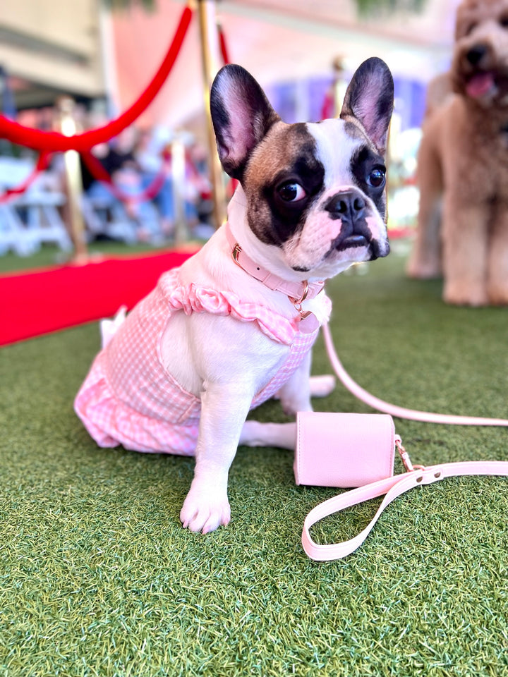 Halio Pet Crystal Pink Champage Crystal Collar Set Edition on Frenchie Bulldog with Rose Quartz Crystal
