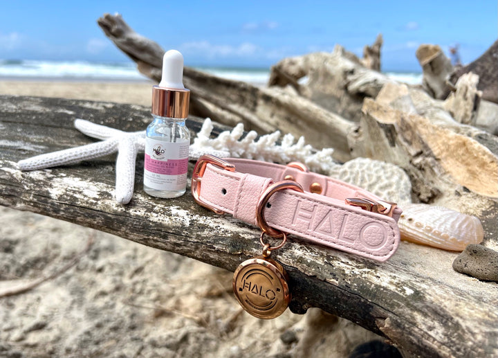 Pet aromatherapy with Pure Happiness Pet Essential Oil. 100% pure and natural, combining several organic essential oils this essential oil blend help to balance & uplift your pet’s mood and to create an immediate bond between the two of you.  Great for bonding, love and connection with your newly adopted dog after dog rescue or dog adoption. Pink dog collar. Pink vegan leather dog collar