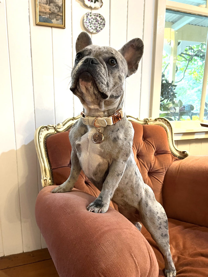 Halo Pet Crystal Royal Beige Off White with Diffuser Pendant on a Frenchie Bulldog